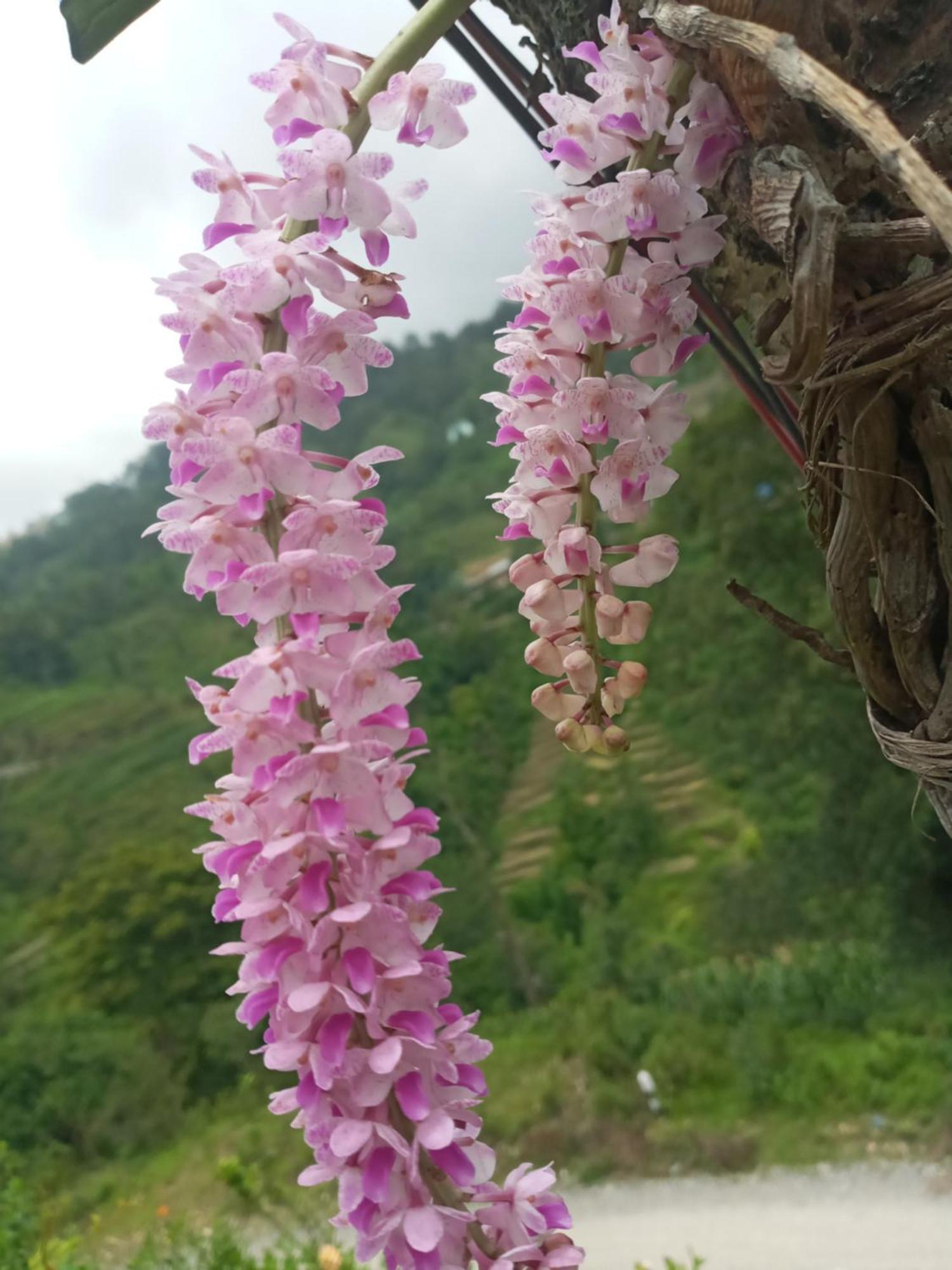 Unique Point Home Stay Nagarkot Dış mekan fotoğraf